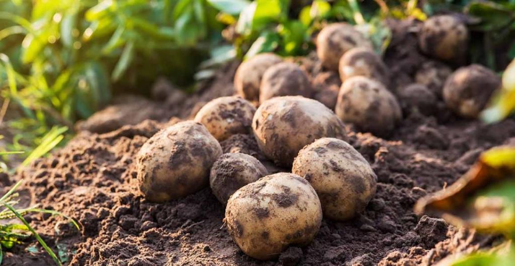 Potato Facts