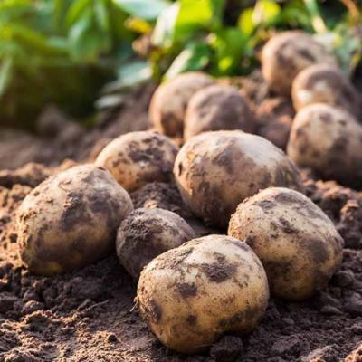 Potato Facts
