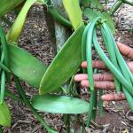What is Vanilla and Why is It Expensive ?