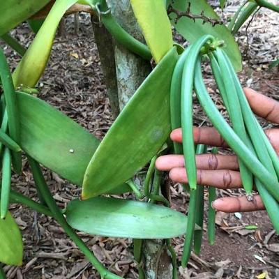 What is Vanilla and Why is It Expensive ?