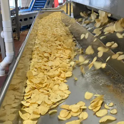 Why Potato Variety Matters in Crisps Production